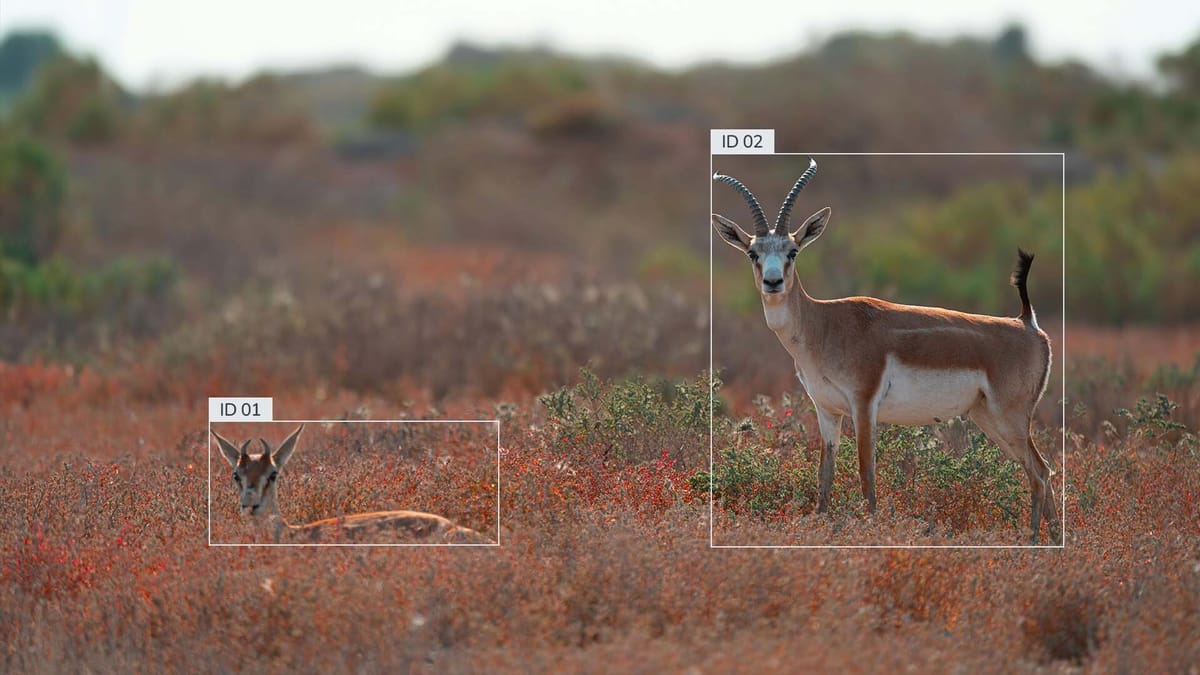 Real-Time Object Detection with YOLOv10